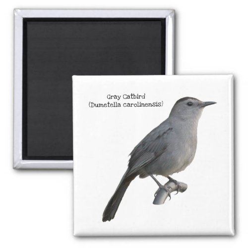 Gray Catbird Magnet