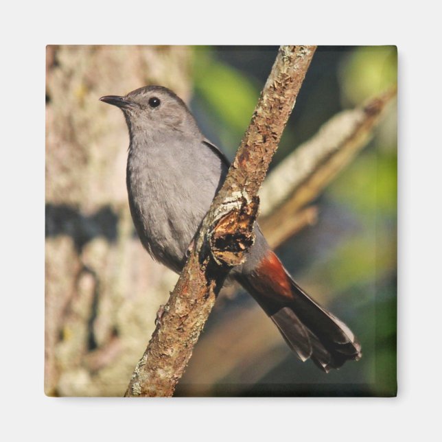 Gray Catbird Magnet (Front)