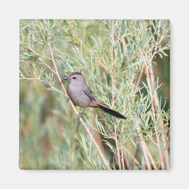 Gray Catbird Magnet (Front)