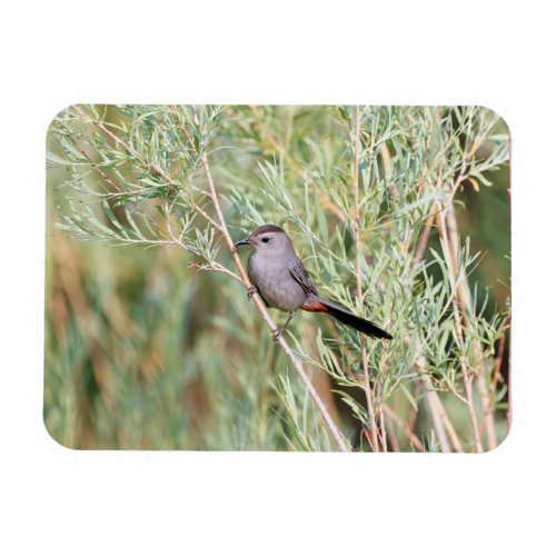 Gray Catbird  Magnet