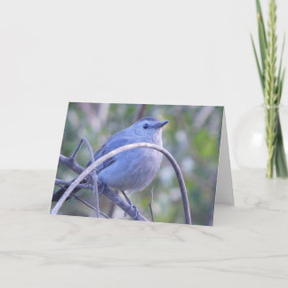 Gray Catbird On Branch Safety Harbor Bird Lovers Note Card