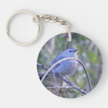 Gray Catbird On Branch Safety Harbor