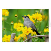 Gray Catbird on wooden fence (Front Horizontal)