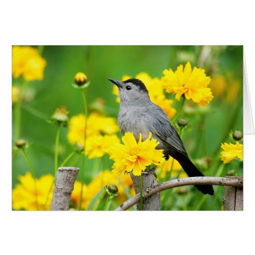 Gray Catbird on wooden fence