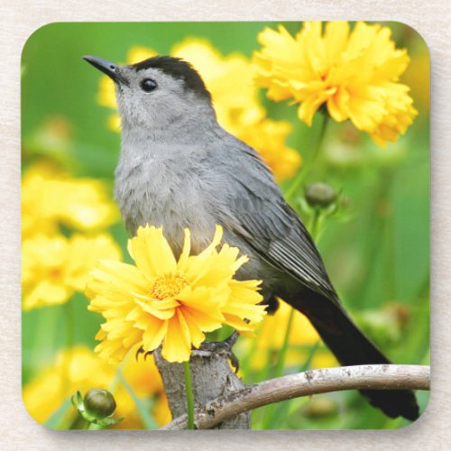 Gray Catbird on wooden fence Beverage Coaster