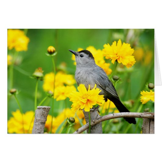 Gray Catbird on wooden fence Cards (Front Horizontal)