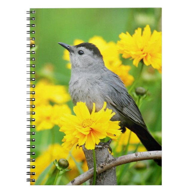 Gray Catbird on wooden fence Notebook (Front)