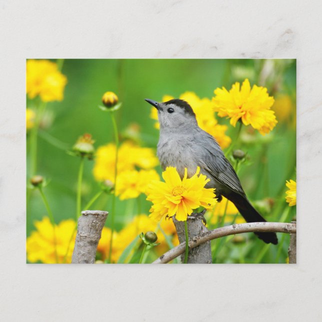Gray Catbird on wooden fence Postcard (Front)