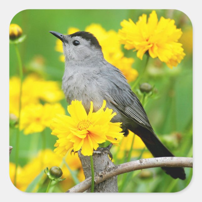 Gray Catbird on wooden fence Square Sticker (Front)