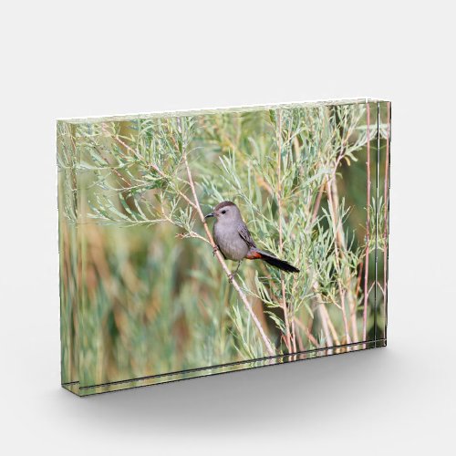 Gray Catbird Photo Block