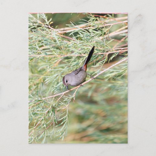 Gray Catbird  Postcard