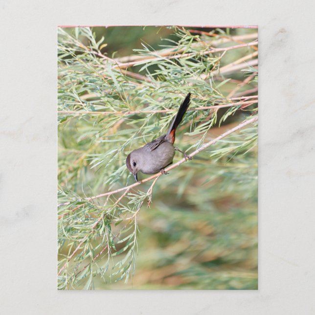 Gray Catbird  Postcard (Front)