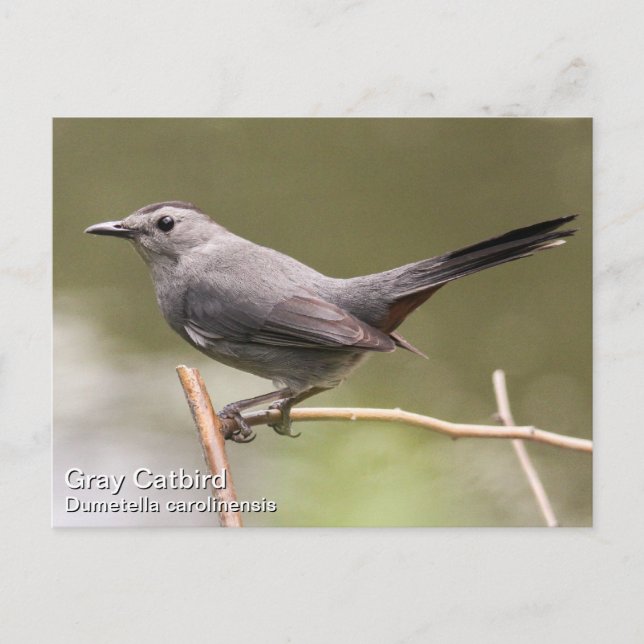 Gray Catbird Postcard (Front)
