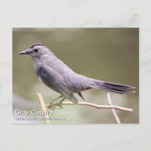 Gray Catbird Postcard