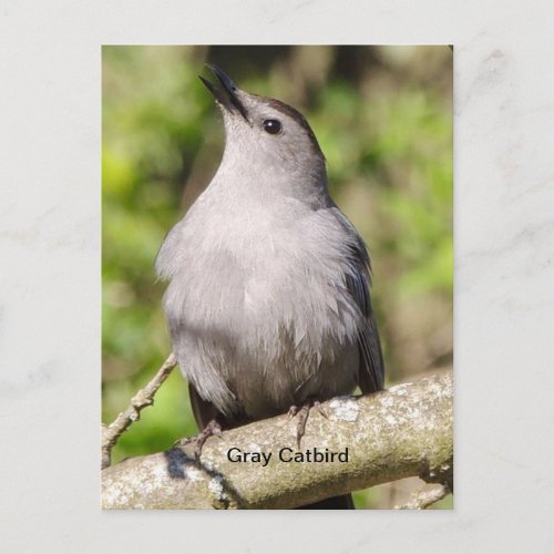 Gray catbird postcard