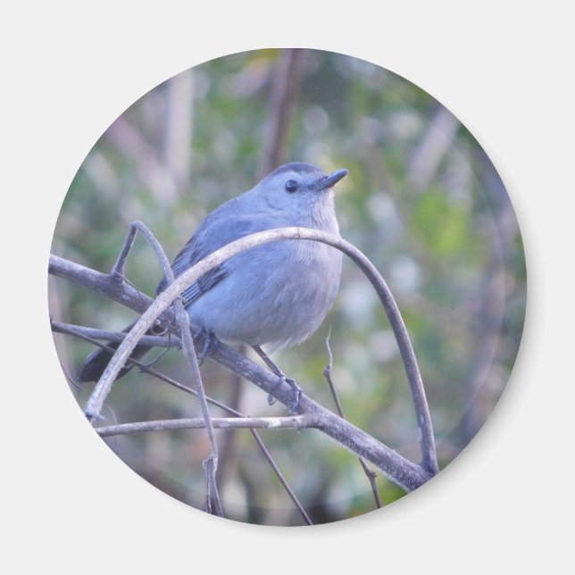 Gray Catbird Safety Harbor Bird Lovers  Magnet (Front)