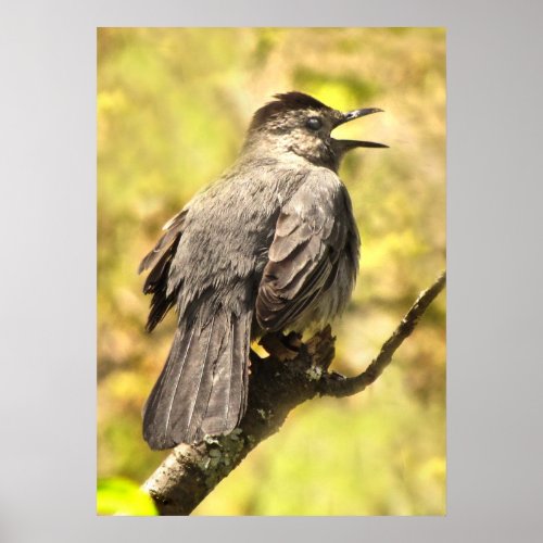 Gray Catbird Singing His Song Poster