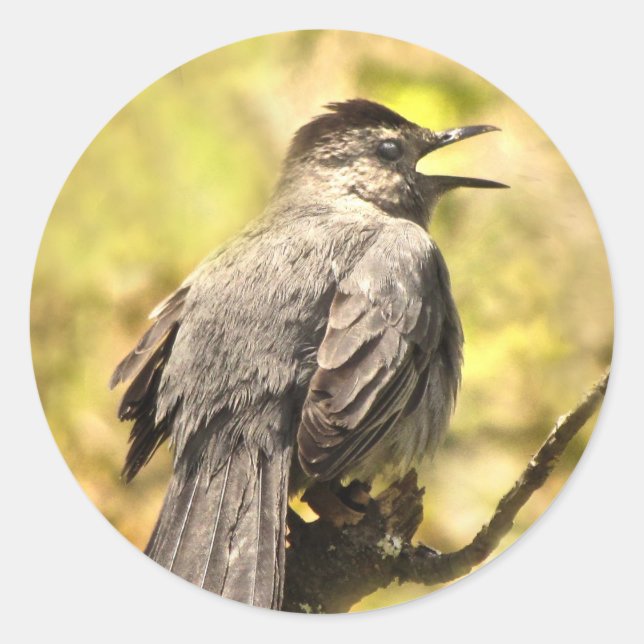 Gray Catbird Singing His Song Sticker (Front)