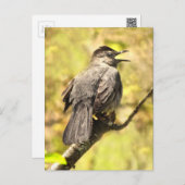 Gray Catbird Sings His Song Postcard (Front/Back)