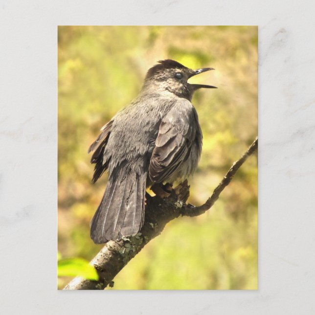 Gray Catbird Sings His Song Postcard (Front)