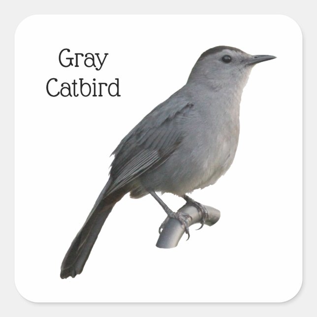 Gray Catbird Square Sticker (Front)