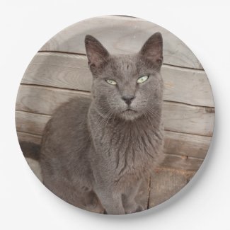 Gray Cats