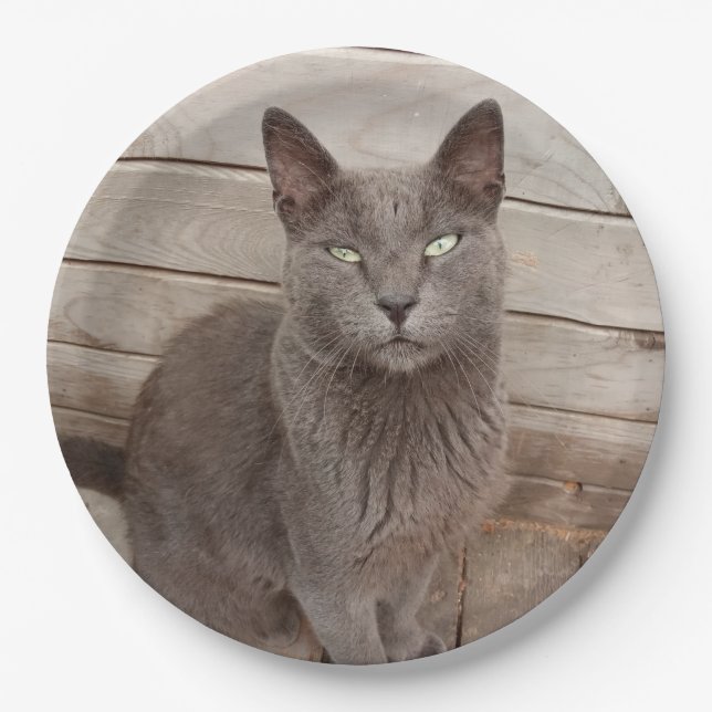 Gray Cats Paper Plates (Front)