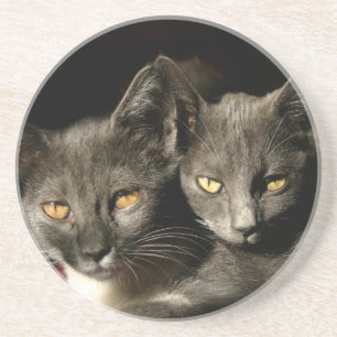 Gray cats Photo Coaster