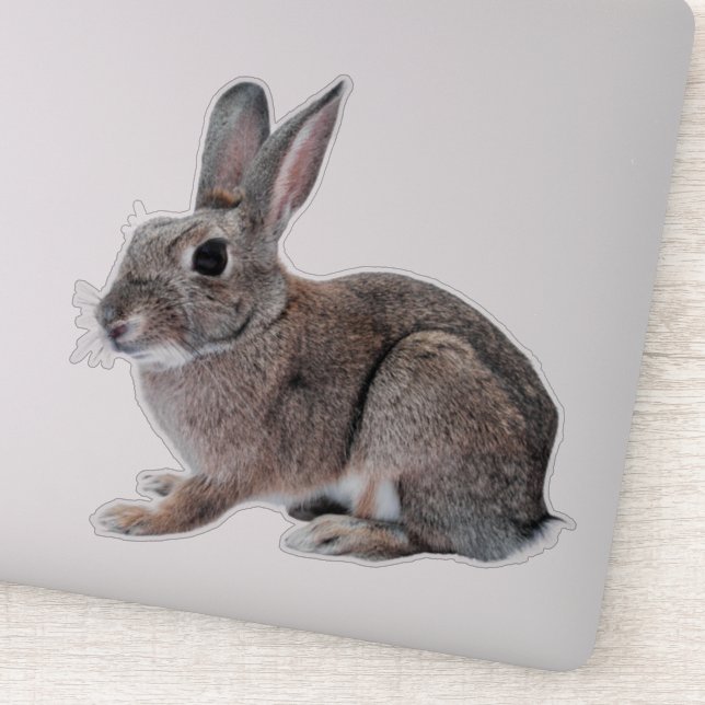 Gray Cottontail Rabbit Pet Bunny  Sticker (Detail)