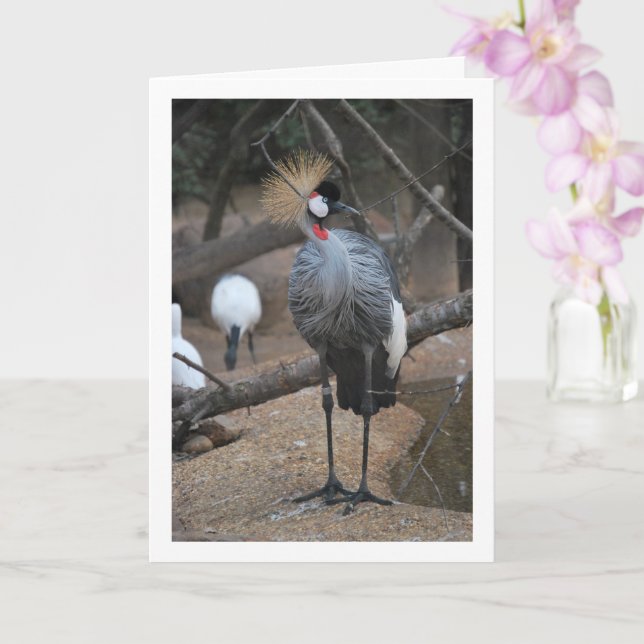Gray Crowned Crane African Bird Card (Orchid)