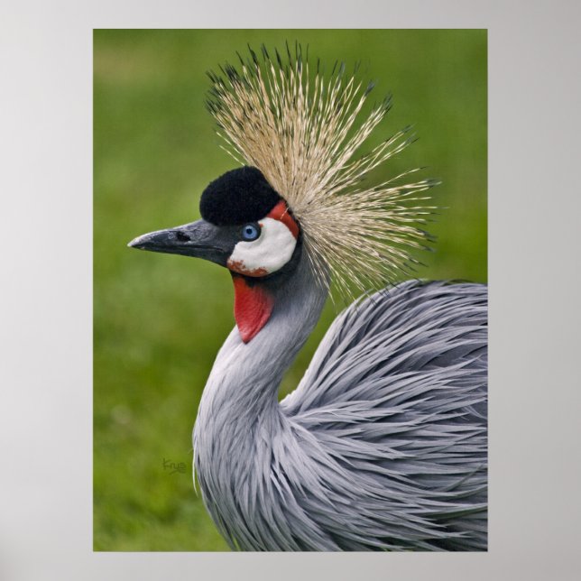 Gray Crowned Crane Print (Front)