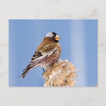 Gray-Crowned Rosy Finch in Cloquet, Minnesota Postcard