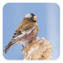 Gray-Crowned Rosy Finch in Cloquet, Minnesota Square Sticker