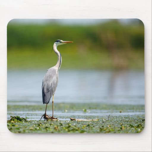 Gray eggs in the swamps of the Danube Delta Mouse Pad