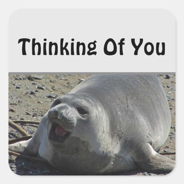 Gray Elephant Seal Ocean Animal Thinking Of You (Front)