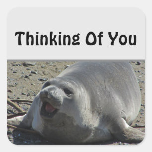 Gray Elephant Seal Ocean Animal Thinking Of You