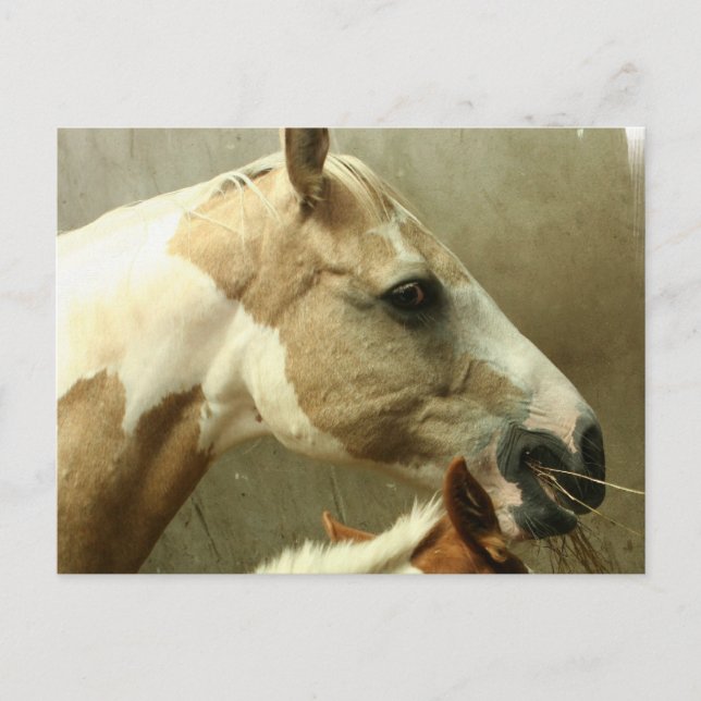 Gray Eventing Horse Postcard (Front)