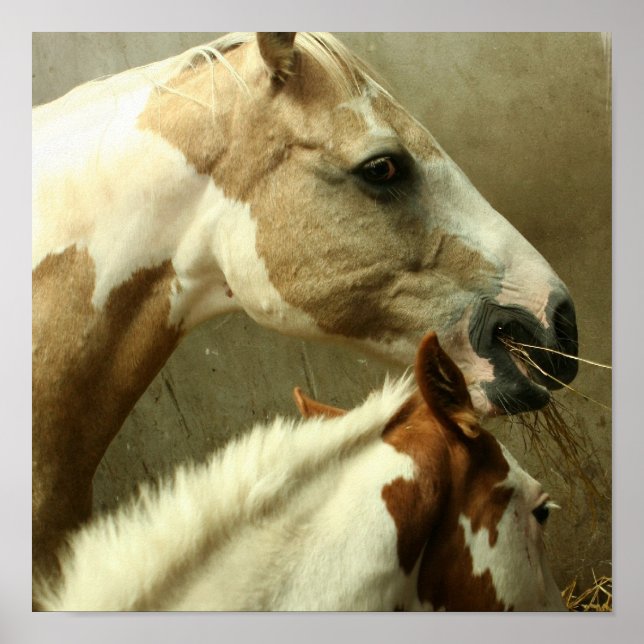 Gray Eventing Horse Poster (Front)