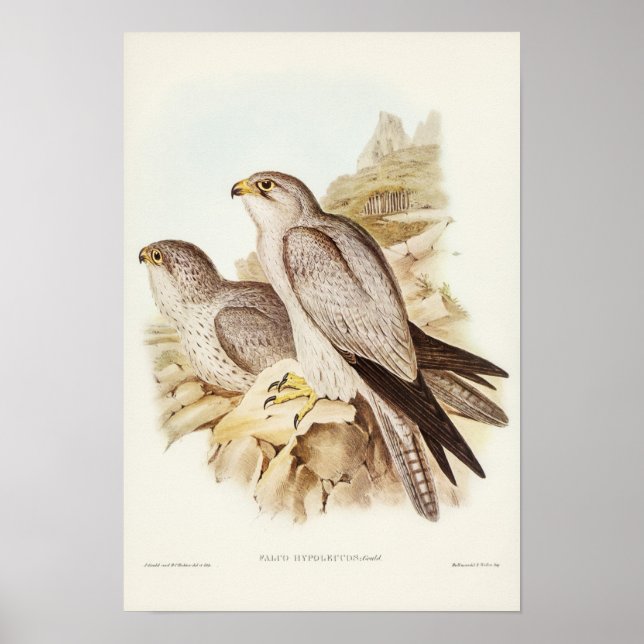 Gray Falcon by Elizabeth Gould Poster (Front)