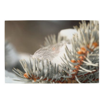 Gray Feather In Snowy Evergreen Branch