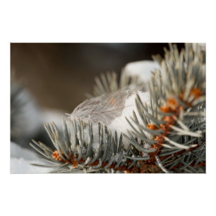 Gray Feather In Winter Evergreen Branch Poster
