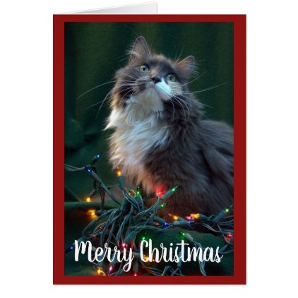 Gray Fluffy Cat and Christmas Lights Card