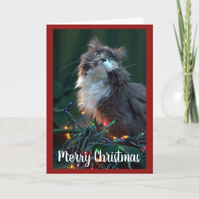 Gray Fluffy Cat and Christmas Lights Holiday Card (Front)