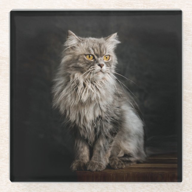 Gray Fluffy Cat  Glass Coaster (Front)