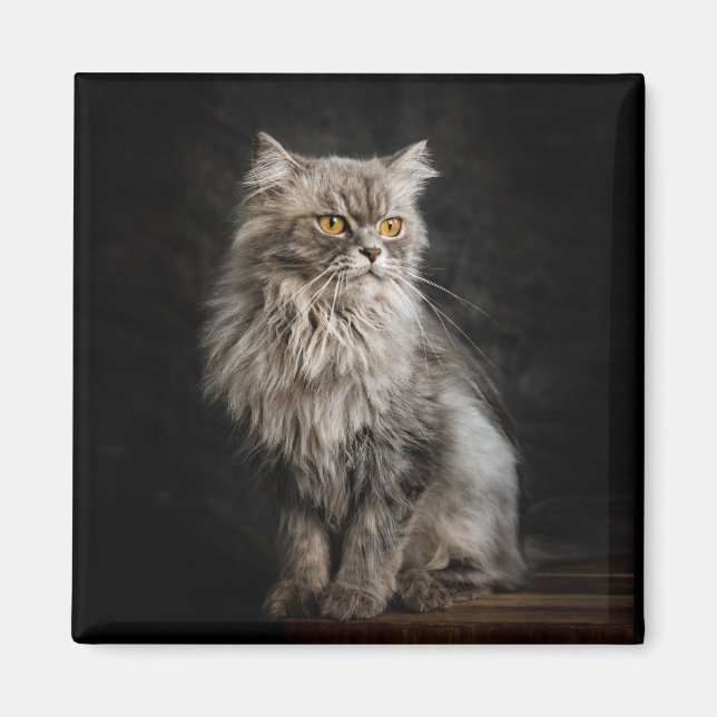 Gray Fluffy Cat  Magnet (Front)