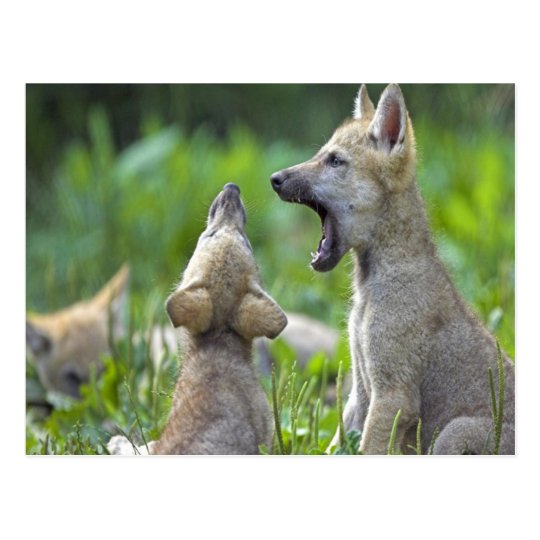 Gray fox cubs postcard | Zazzle.com
