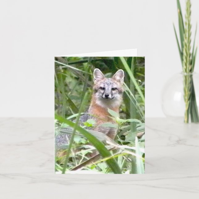 Gray Fox Greeting card (Front)