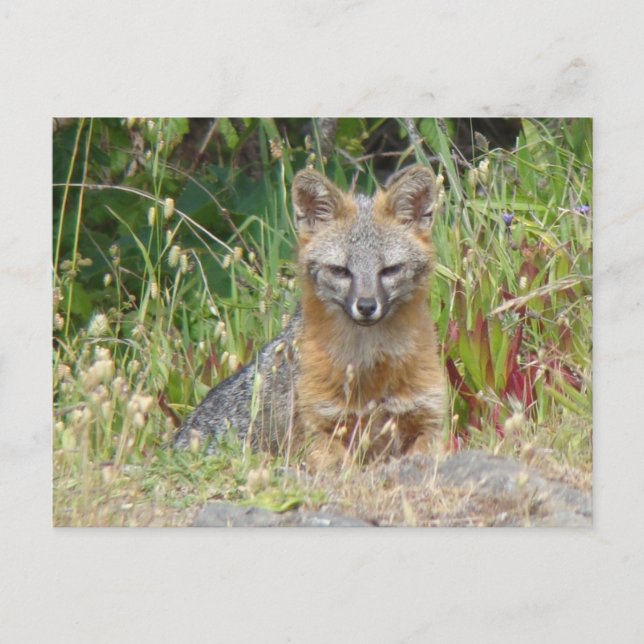 Gray Fox Postcard (Front)