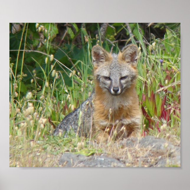 Gray Fox poster (Front)