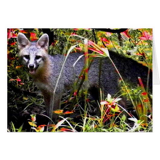 GRAY FOX UNDER TREE CARDS (Front Horizontal)